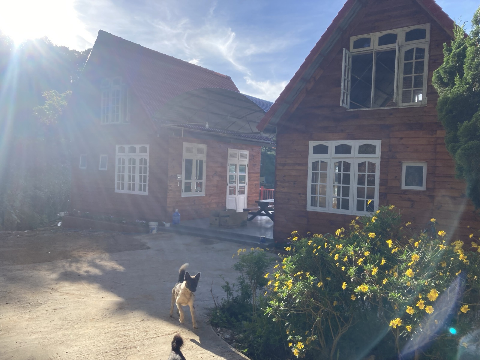 Homestay buổi sáng với nắng và thú cưng