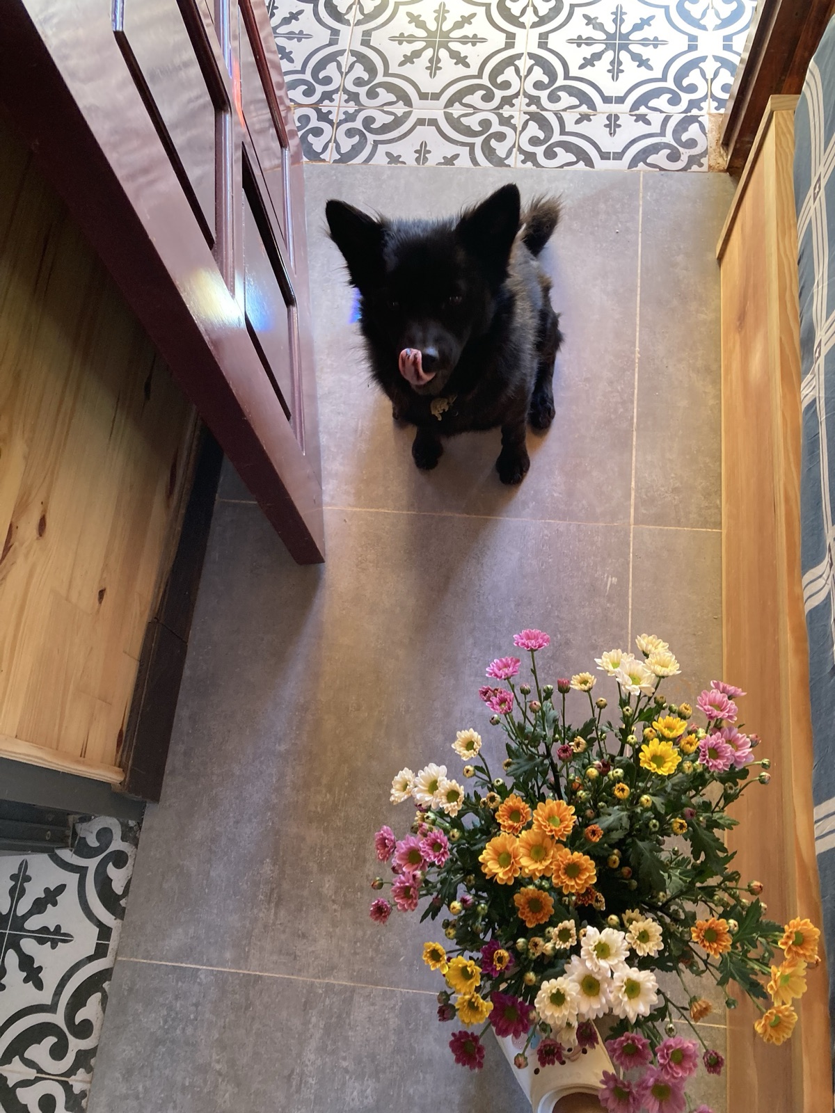 Chú chó của homestay bên bình hoa nhiều màu